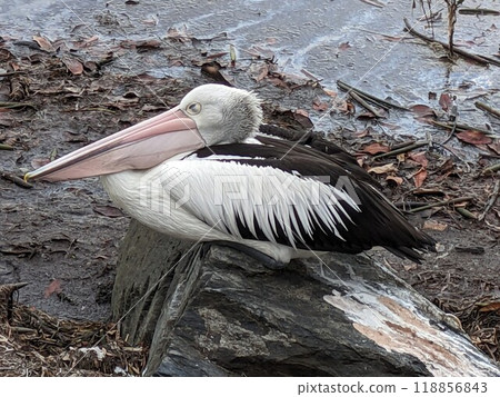 Koshigro Pelican 118856843