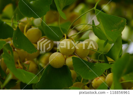 Ginkgo fruit 118856961