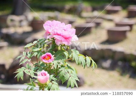 Peony Flower Competition 118857090