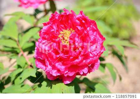 牡丹花花惠比壽 118857091