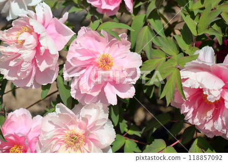 Peony flowers Yachiyo River 118857092