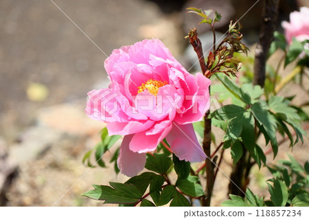 牡丹花花卉比賽 118857234
