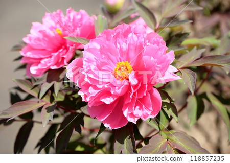 Peony flowers Yachiyo camellia Peony flowers Yachiyo camellia 118857235