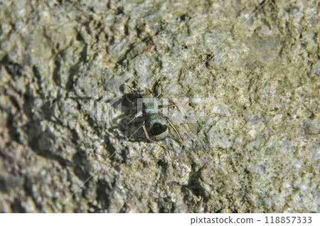 Aoobi Hetri 118857333