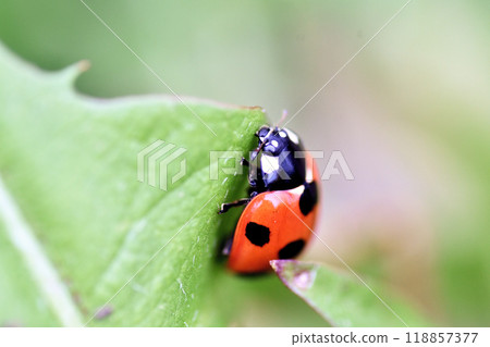 Ladybird ladybird Ladybird ladybird 118857377