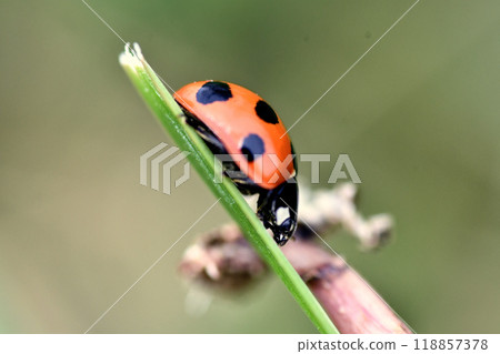 Ladybird ladybird Ladybird ladybird 118857378