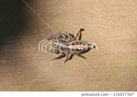 Denitz Huetri 118857387