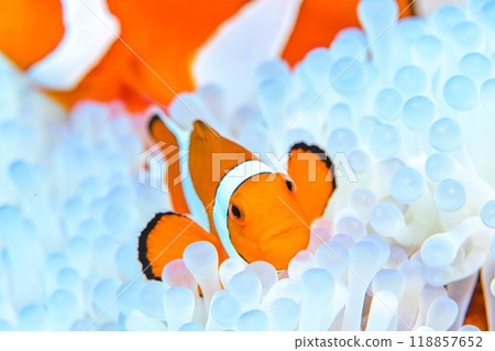 海葵和銀蓮花屬魚 海葵和銀蓮花屬魚 118857652