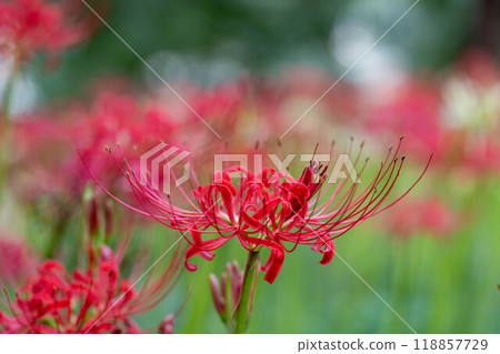 A beautiful field of spider lilies 118857729