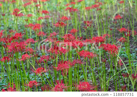 A beautiful field of spider lilies A beautiful field of spider lilies 118857731