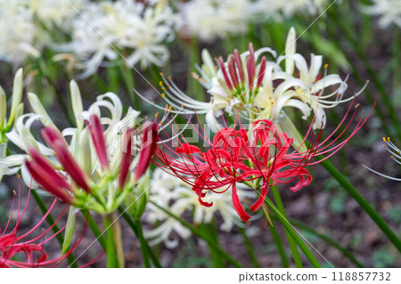 Beautiful red and white spider lilies Beautiful red and white spider lilies 118857732