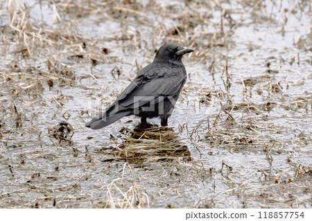 A crow flies down to the water A crow flies down to the water 118857754