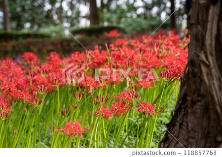 A beautiful field of spider lilies 118857763