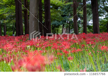 A beautiful field of spider lilies A beautiful field of spider lilies 118857766