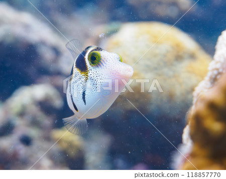 美麗的條紋河豚魚（河豚科）和其他魚生活在美麗的珊瑚礁上。沖繩縣島尻郡座間味村座間味島鹿島海灘 118857770