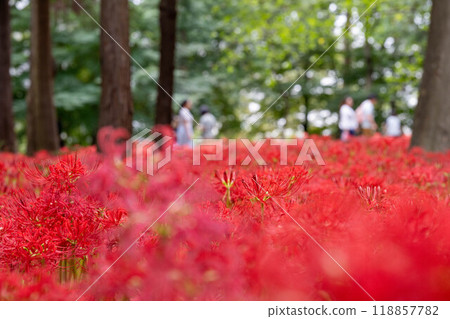 一朵美麗的紅蜘蛛百合 118857782