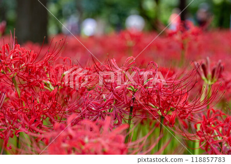 一朵美麗的紅蜘蛛百合 118857783