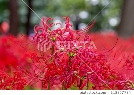 一朵美麗的紅蜘蛛百合 118857784