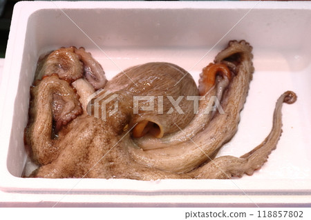 Landed octopus 118857802
