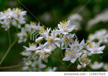 星形的白色花瓣和筆直的雄蕊呈現亮黃色。 118857820