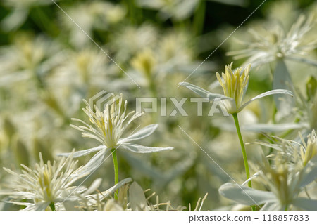 一種開花植物,有許多白色的花瓣填滿螢幕 一種開花植物,有許多白色的花瓣填滿螢幕 118857833