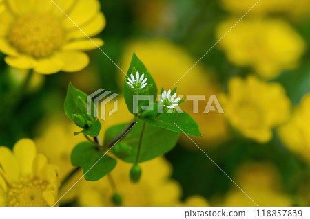 White chickweed flowers blooming amongst a cluster of yellow chrysanthemums 118857839