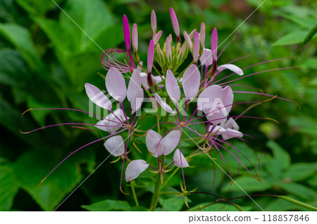 Cleome with elegant petals resembling flying butterflies and long stamens Cleome with elegant petals resembling flying butterflies and long stamens 118857846