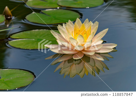 一朵波光粼粼的睡蓮漂浮在水面上 118857847