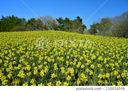 Blooming Daffodil Hill at Hitachi Seaside Park Blooming Daffodil Hill at Hitachi Seaside Park 118858036