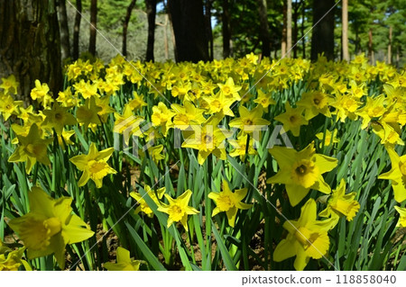 日立海濱公園的水仙花園裡盛開的水仙花 日立海濱公園的水仙花園裡盛開的水仙花 118858040