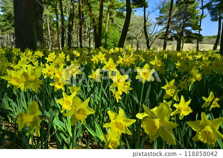 日立海濱公園的水仙花園裡盛開的水仙花 日立海濱公園的水仙花園裡盛開的水仙花 118858042