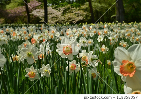 日立海濱公園的水仙花園裡，水仙花和重瓣櫻花盛開。 118858057