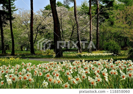 日立海濱公園的水仙花園裡，水仙花和重瓣櫻花盛開。 118858060