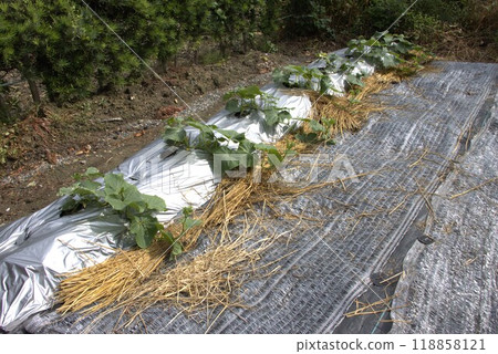 秋黃瓜田間栽培 118858121