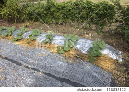 秋黃瓜田間栽培 118858122