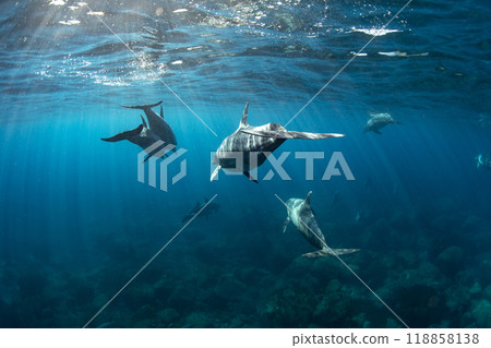 The ocean where a group of bottlenose dolphins swim The ocean where a group of bottlenose dolphins swim 118858138