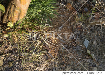 長角甲蟲防治 118858244