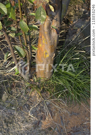 長角甲蟲防治 118858246