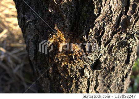 Longhorn beetle control 118858247