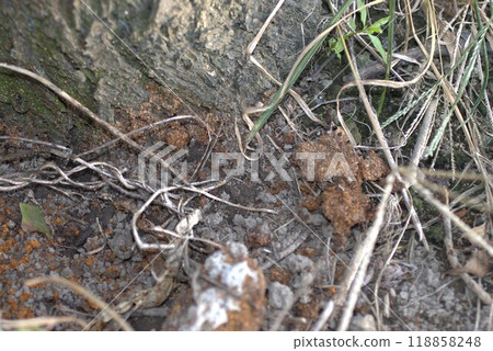 長角甲蟲防治 118858248