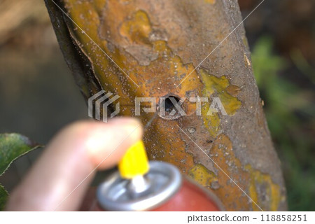 Longhorn beetle control Longhorn beetle control 118858251
