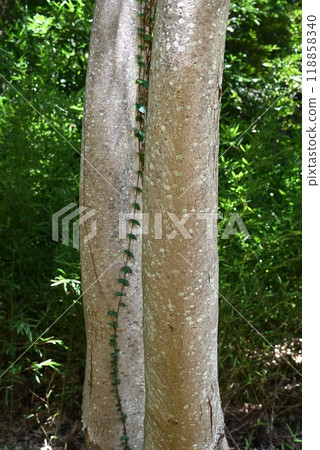 Fruit of Omokugenji (large tree) 118858340