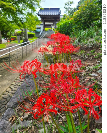 The red spider lily (Manjushage) heralds the coming of autumn The red spider lily (Manjushage) heralds the coming of autumn 118858810