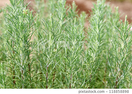 Rosemary	 118858898
