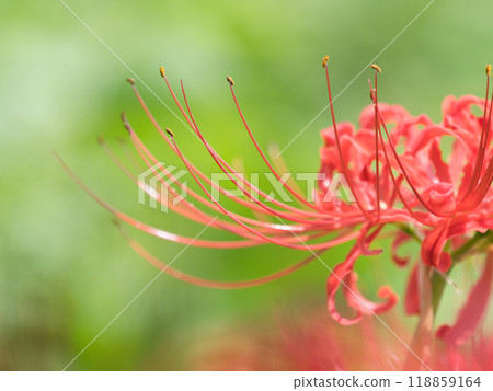 Red cluster amaryllis that shines in the greenery 118859164