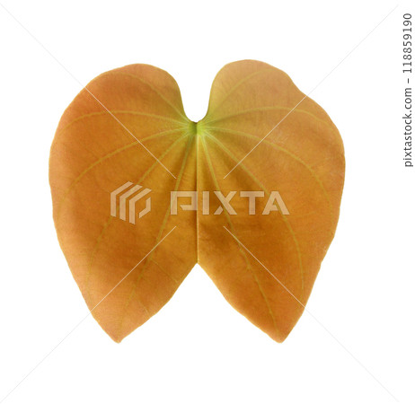 The back of the purpurea leaf, a leaf that looks like a butterfly. The back of the purpurea leaf, a leaf that looks like a butterfly. 118859190