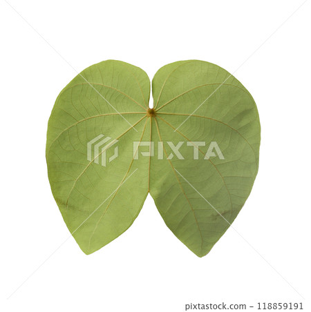 The back of green the purpurea leaf, a leaf that looks like a butterfly. The back of green the purpurea leaf, a leaf that looks like a butterfly. 118859191