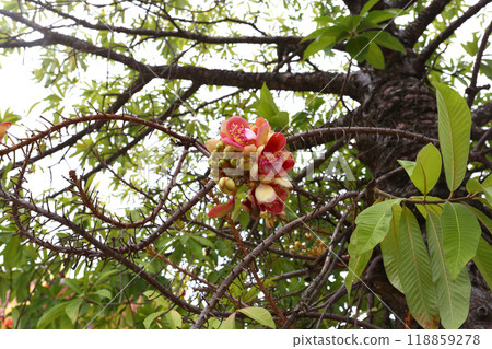 Cannonball tree that are blooming in clusters, It is a sacred wood in Hinduism. Cannonball tree that are blooming in clusters, It is a sacred wood in Hinduism. 118859278