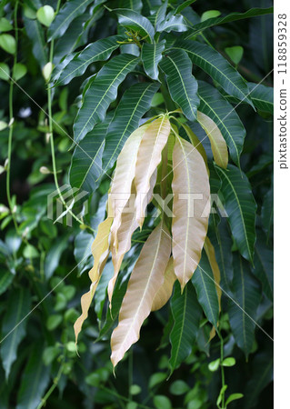 Fresh leaves of the mango tree are on the branches, both young and old, have in both dark green and light brown. 118859328