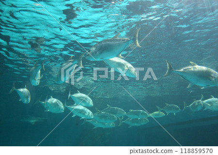 Caranx fishs of sea bass swimming together in groups, photographed from below. 118859570